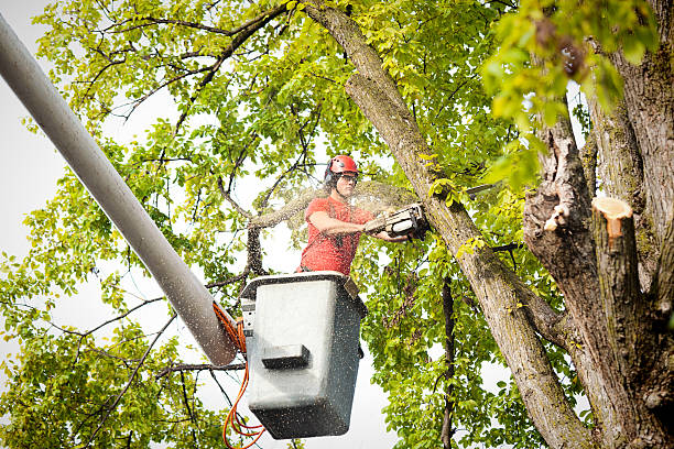 Best Hazardous Tree Removal  in Indian Hills, KY